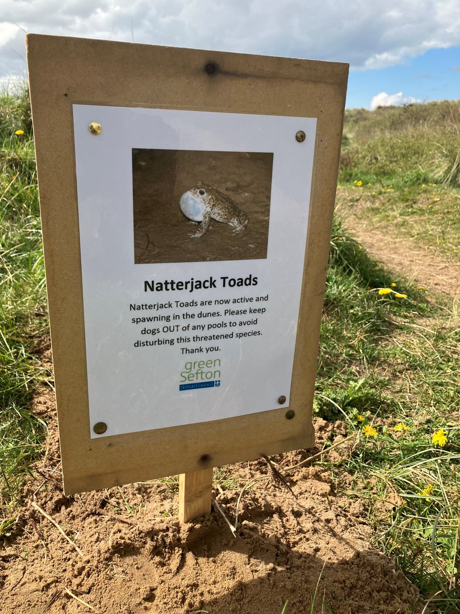 Despite cooler evenings recently, amphibians including the rare Natterjack Toad are producing tadpoles & still breeding on the #Sefton Coast. Please keep dogs out of all flooded areas in the dune system. Thank you. @seftoncouncil @NTFormby @NENorthWest @ARC_Bytes @NorthMerseyARG