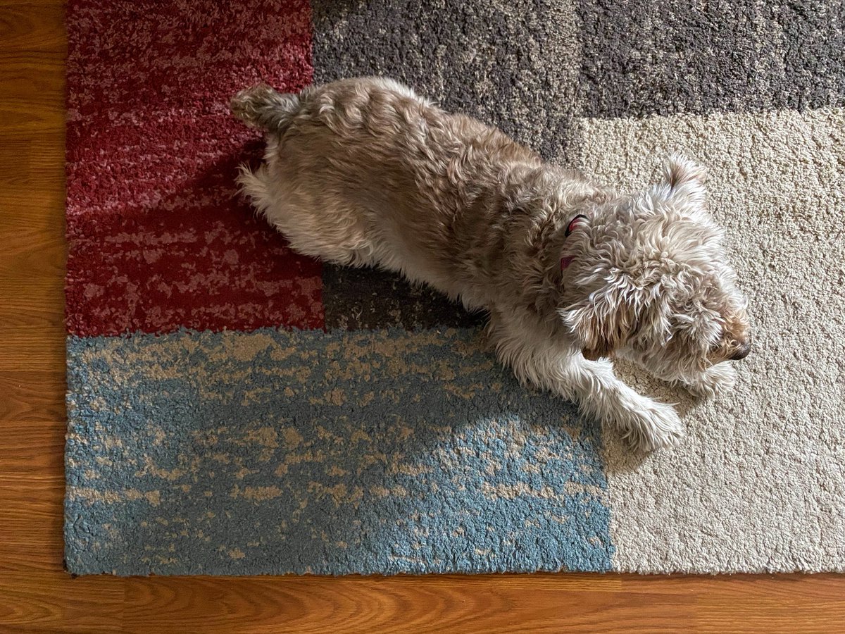 Calli the Wonderschnauzer has decided this singular spot is the very centre of her world, where she knows she’s surrounded by her family, is absolutely safe, and limitlessly loved. In other words, it’s home to her. Don’t we all deserve the same? #ldnont #actofdog