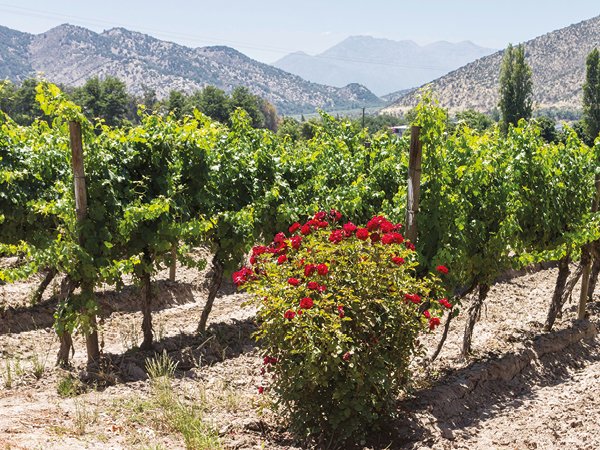 Subscribers: Chile’s fresh, terroir-focused ‘alternative’ styles are helping refocus attention on its finest wines too, as @andrewcatchpole reports - Harpers Wine & Spirit Trade News harpers.co.uk/news/fullstory…