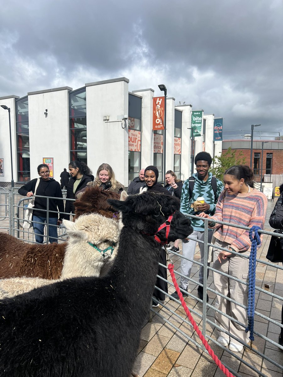 Our Alpacas were little celebrities yesterday (obviously) If you missed out, they’ll be back on Tuesday 30th for some more petting and feeding! 

Check out the rest of our Study Break events here uclansu.co.uk/whatson/studyb…