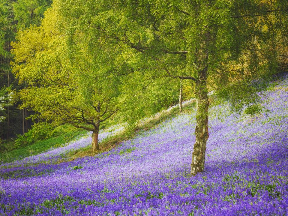 The bluebells of Clent Hills 🤩🤩🤩 📷 @Vemsteroo