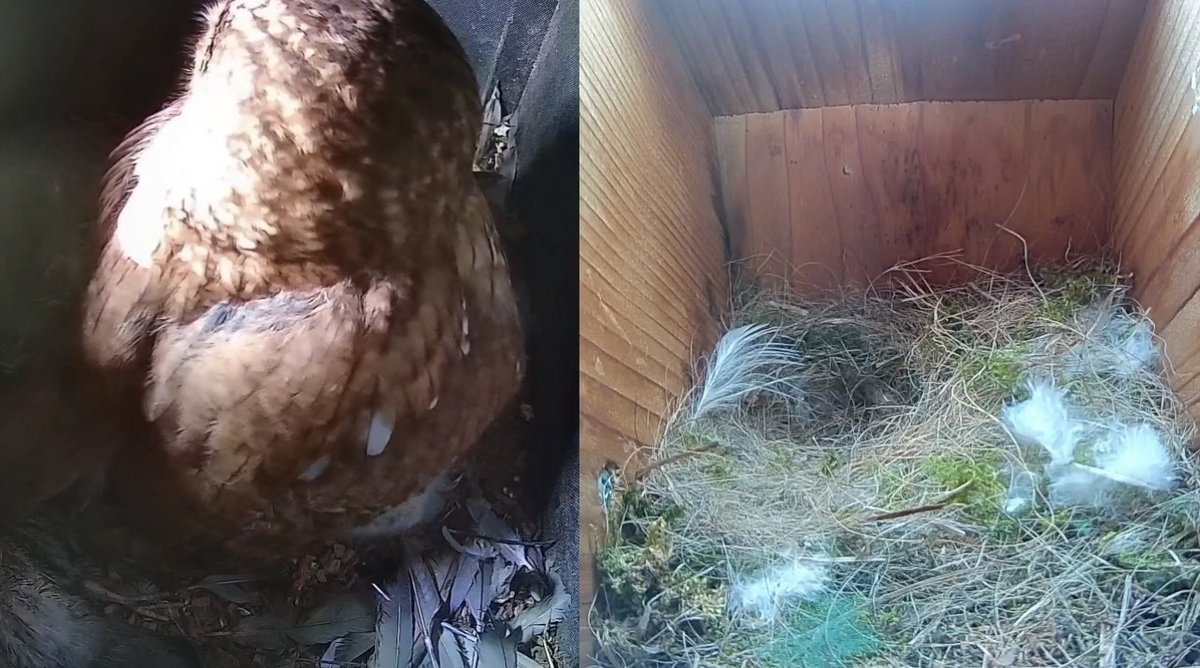 My #tawnyowl and #bluetit live stream is available for the next little while over on my FB page 👇🏼 facebook.com/laurelswood1 Hope you enjoy watching! #nature #wildlife #nestcam
