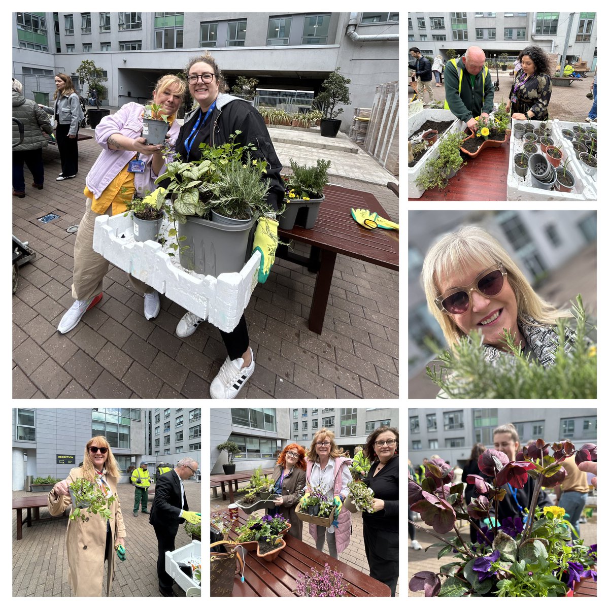 A lovely morning with @ncirl crew planting herb & flower mini gardens as part of #NCIEmployeeWellnessDay thanks to our HR team & the Green Ribbon Project part of @sunflow4u in Dublin’s North Inner City 🌻🪴🪻🌿🌼🌸😊