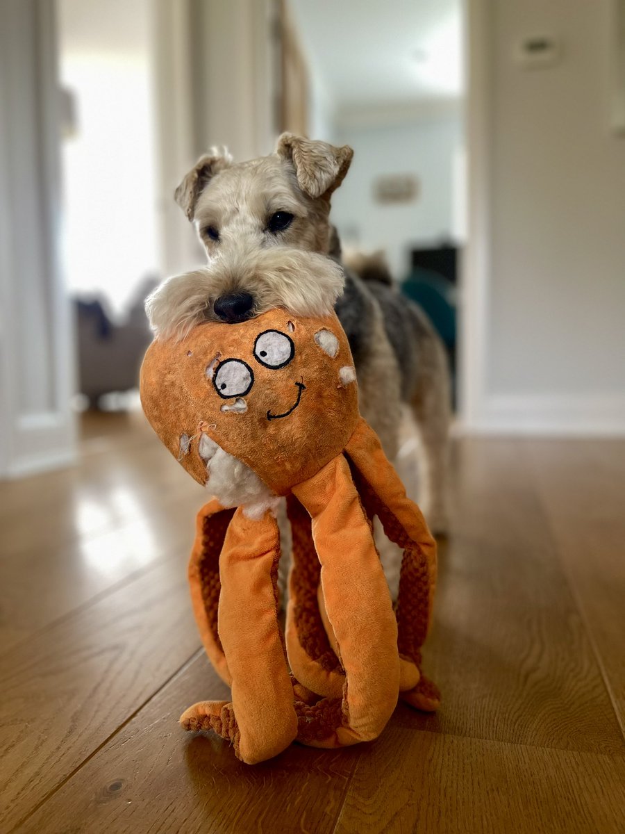 Ollie Octopus 🐙 is … leaking! 🐾🤣