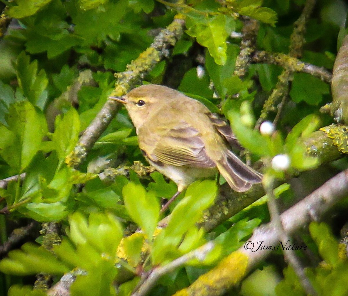 Another day. Another Chiffchaff. @teesbirds1