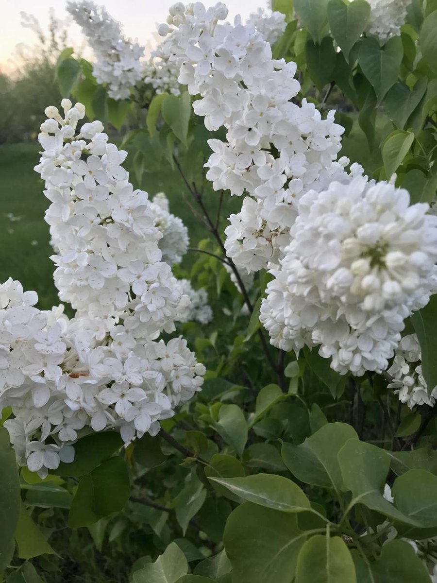 yulikay's tweet photo. Omg 😱
I will soon have my 2k followers 🥹

I truly hope that I can bring value to everyone in my community here 🥰

And here are #proofofspring photos that my mom sent me yesterday, so beautiful! They make me miss my homeland, but I am trying to feel at home everywhere because they say that your home is where your heart is ❤️
