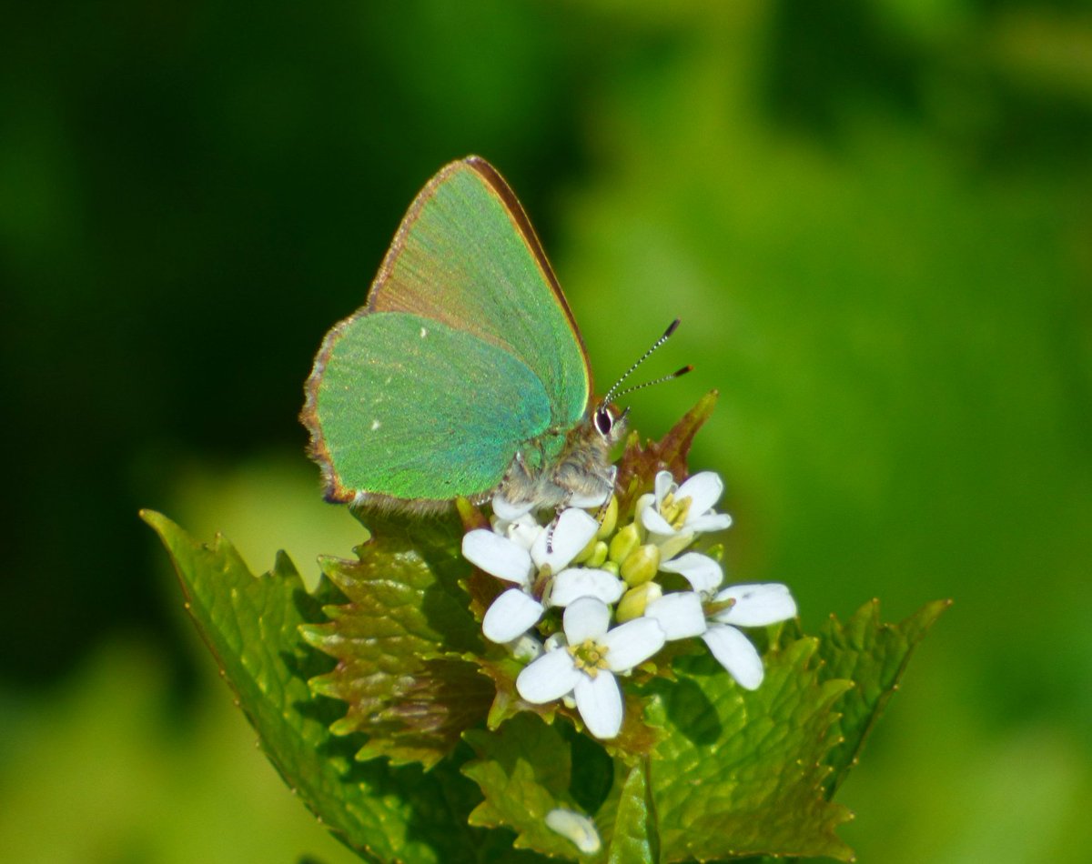 My first Green Hairstreak of the year in Mablethorpe dunes just now