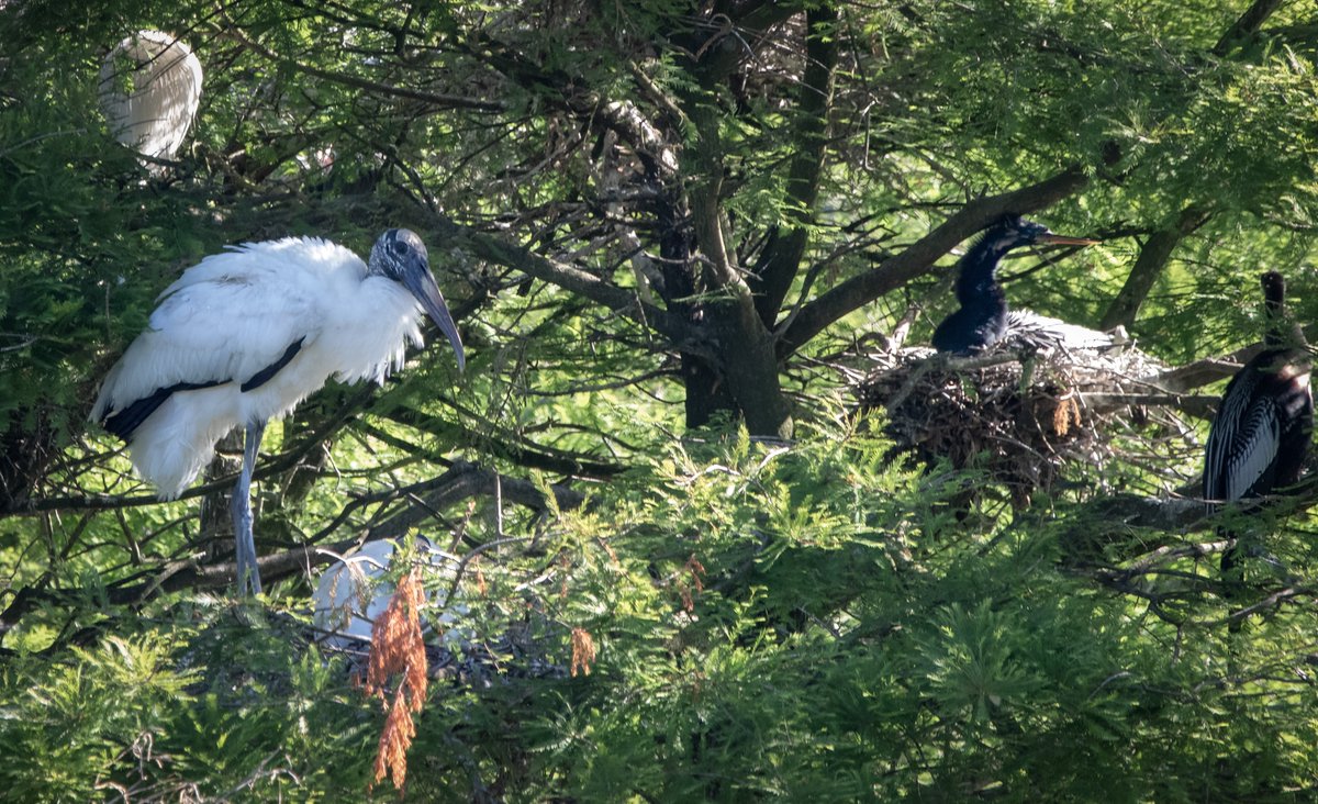 Lots happening at the Wood Stork nesting colony at Harris Neck Wildlife Refuge! Herons and other wading birds nest alongside them, like the Anhinga sitting on its nest (right).