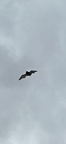 JuQuacker's tweet image. Small Bat species flying just now at Wilton. Seen near the building next to the lake. Not sure on species @teeswildlife @teesbirds1