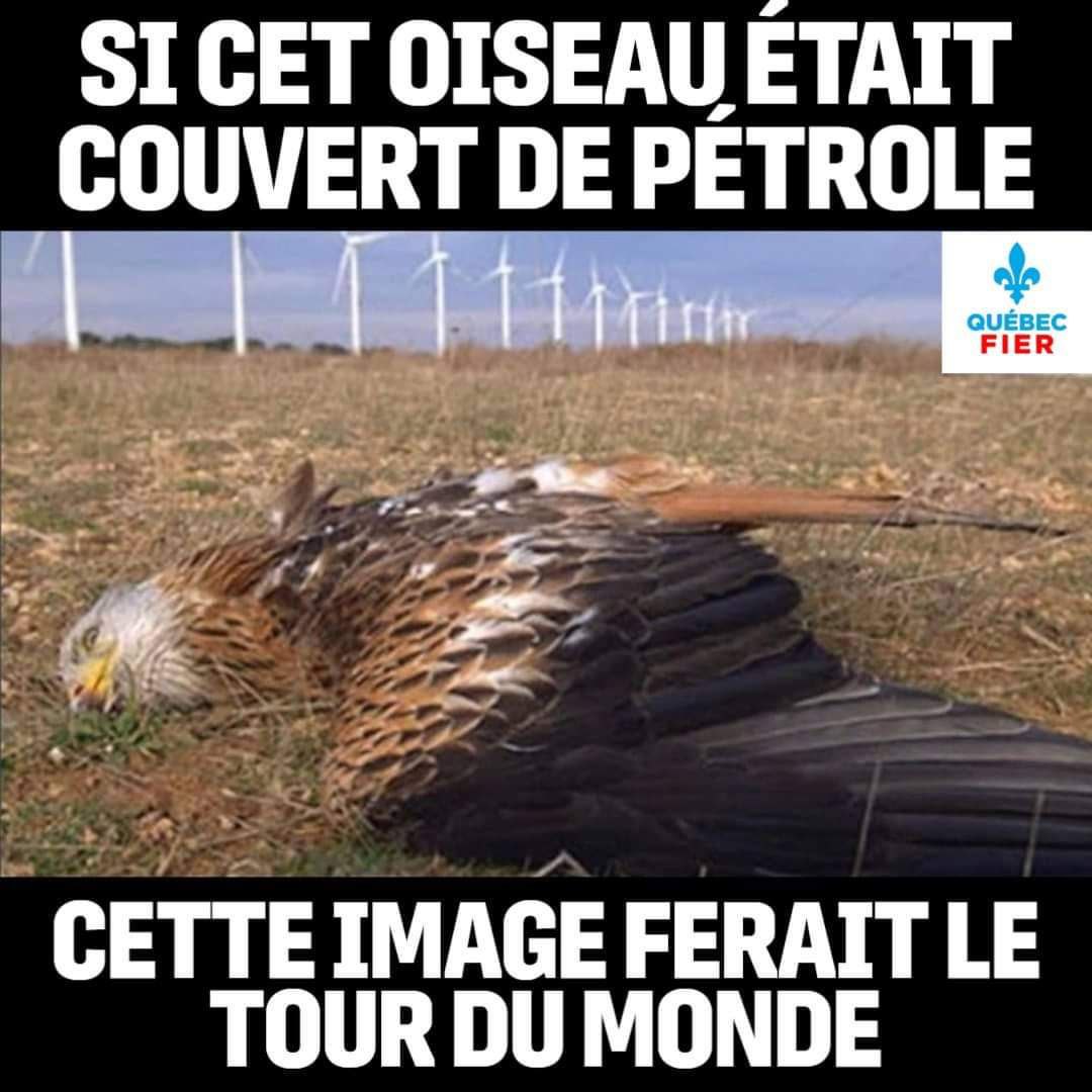 Les éoliennes ont frappé !