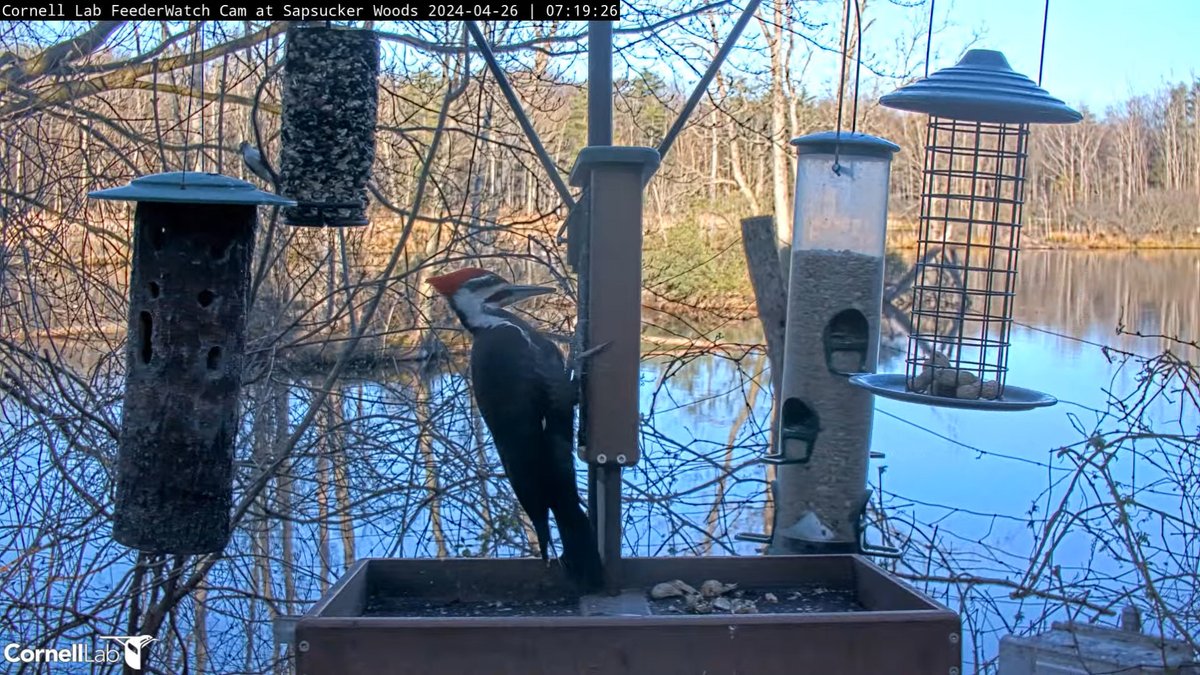 FeederWatchCam tweet picture