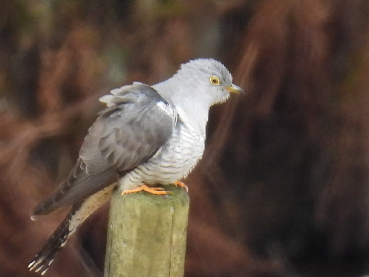 L8WFC81's tweet photo. Cuckoo. Piethorne Valley, Rochdale. https://t.co/bN87E6k8Xq