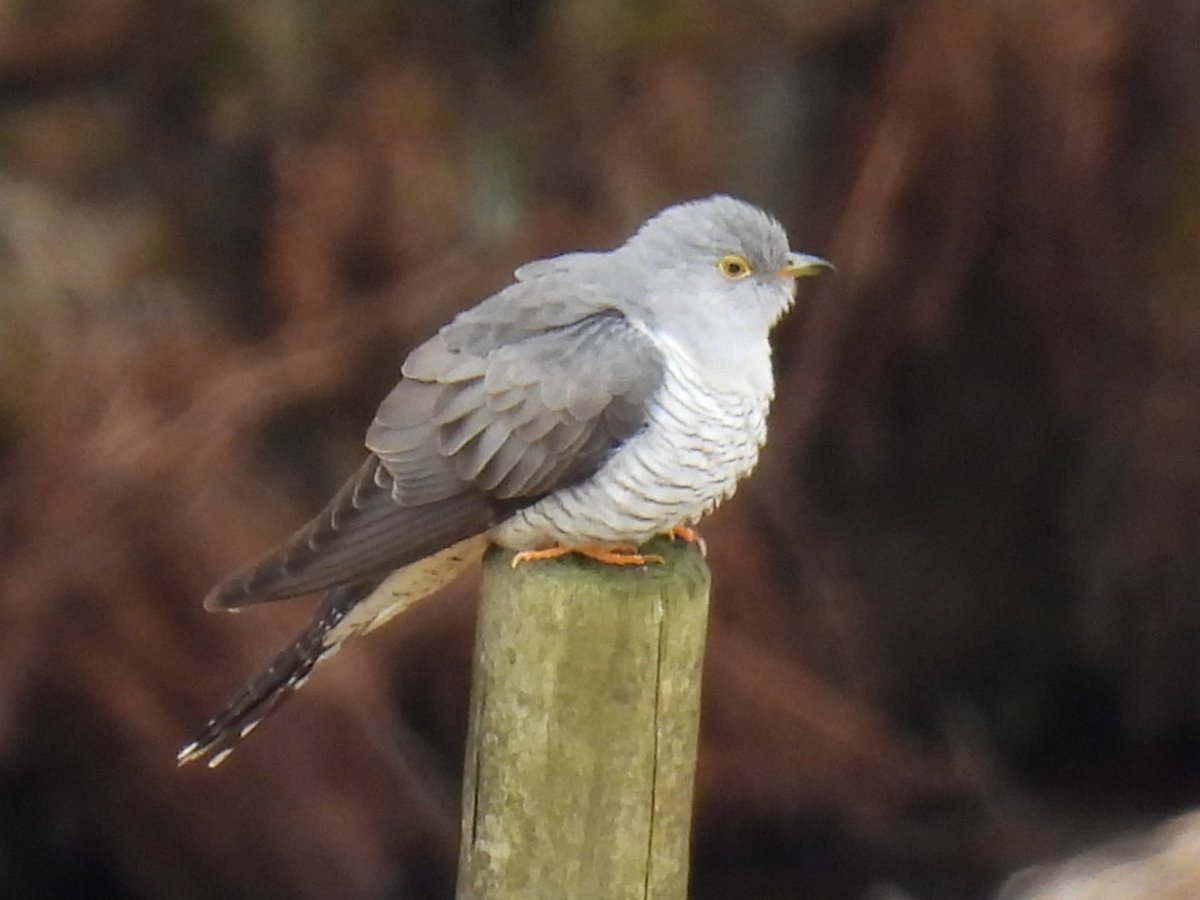 L8WFC81's tweet photo. Cuckoo. Piethorne Valley, Rochdale. https://t.co/bN87E6k8Xq