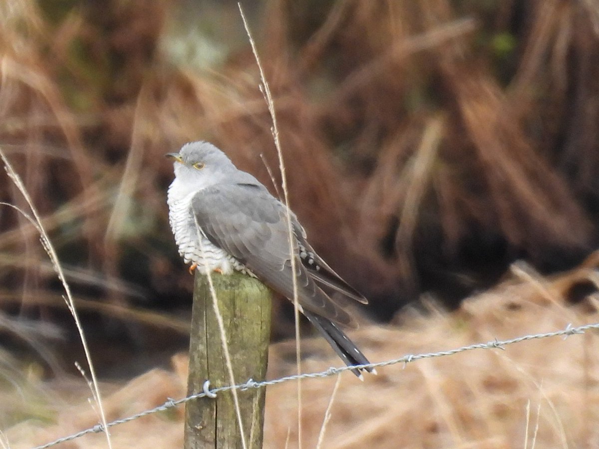 L8WFC81's tweet photo. Cuckoo. Piethorne Valley, Rochdale. https://t.co/bN87E6k8Xq