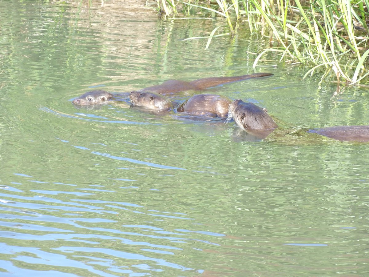 Stroud. Otters seem to be thriving on the canal. Mum plus two. Also had three Dippers (& two Grey Wags) between Wallbridge and Thrupp, one on the canal & two on the River Frome #Glosbirds