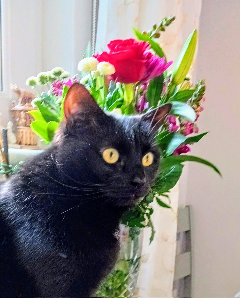 Our cat, guarding the flowers. 
#blackcats #housepanther