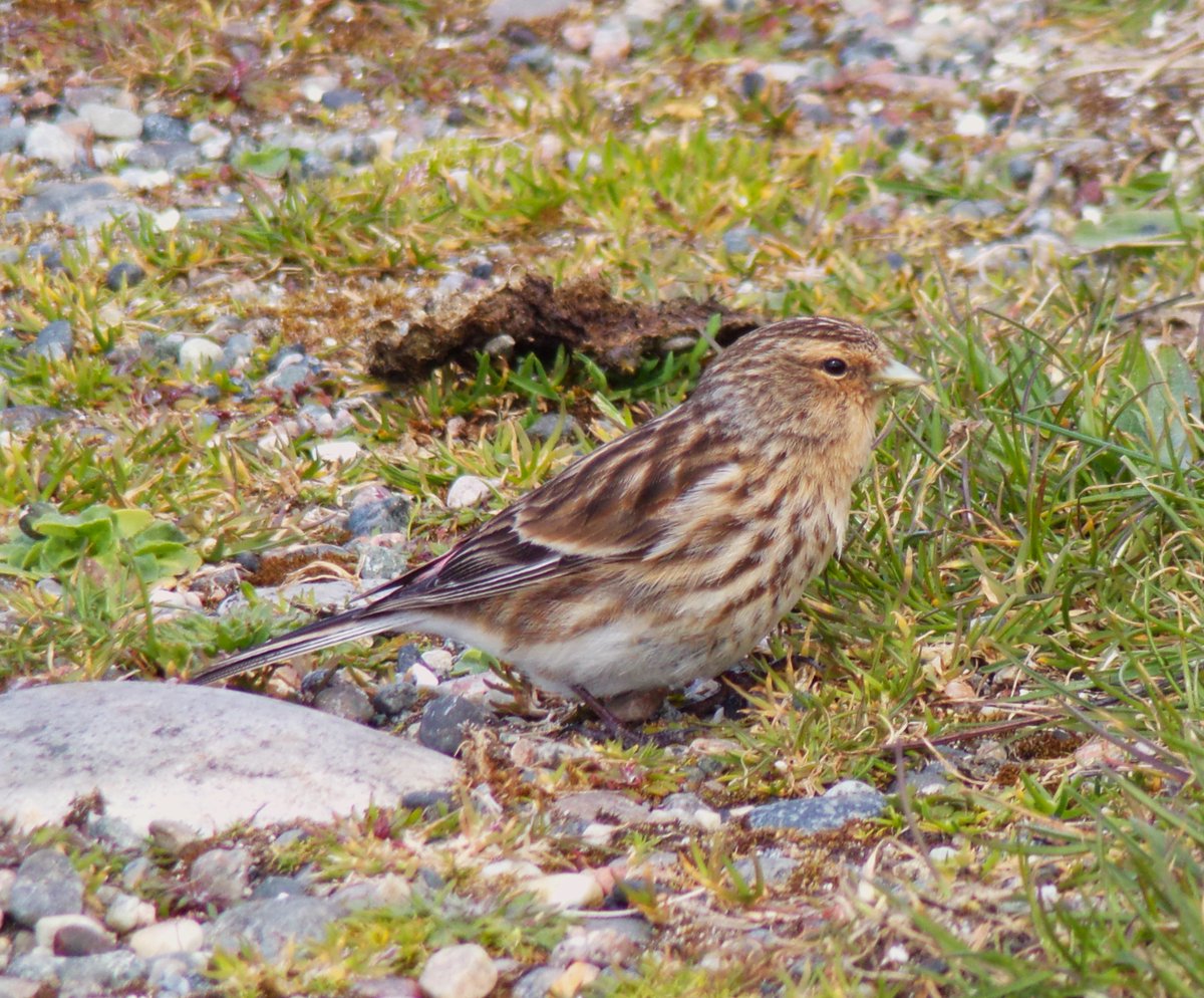 A confiding Twite on my #Tiree Breeding Bird Survey this morning @PatchBirding - also a Whinchat new for the year last night at Balemartine & a Golden Eagle again today at Balephuil @BirdGuides