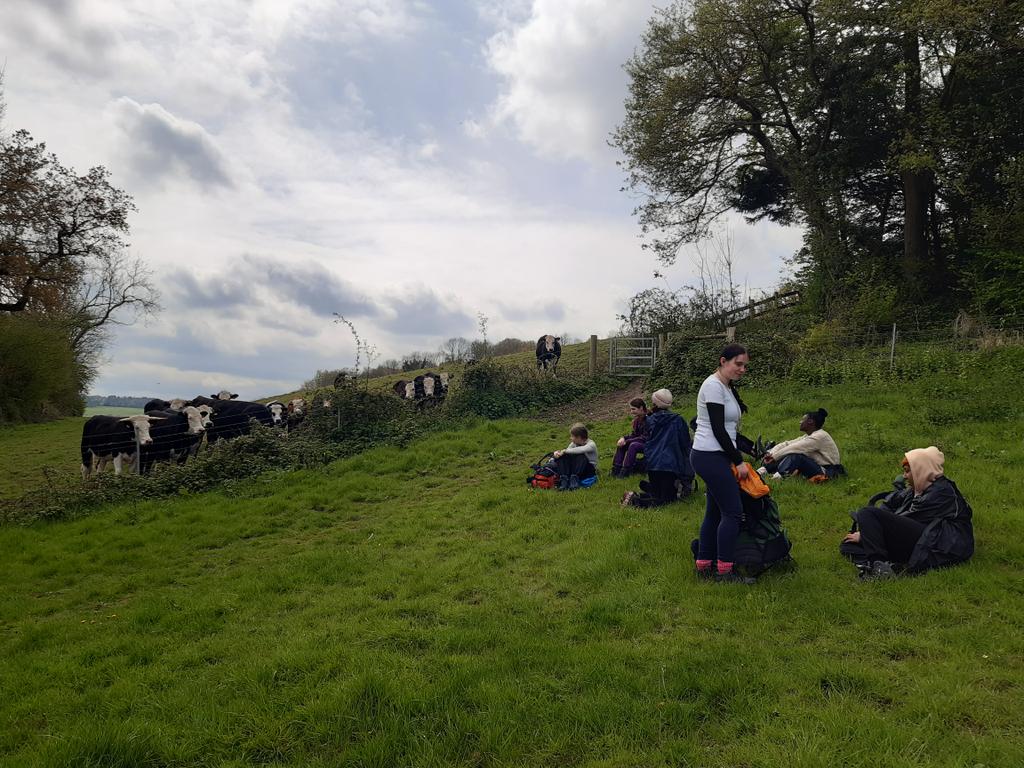 HCACPDofE's tweet image. Curious cows watching one of our DofE expedition teams!