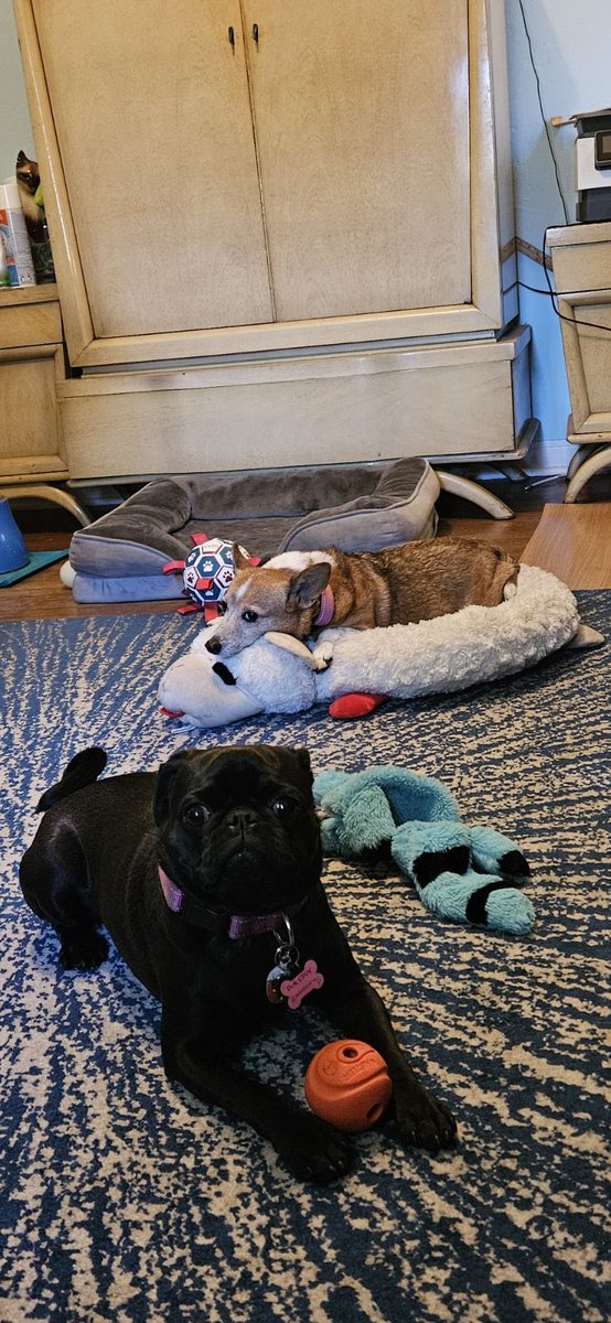 #ZSHQ #puglife #dogsarefamily Hey it’s me Bok Choy. Big sis Lily and me are bery mad. Mom is not working from home today. She is leaving us. How could she? She better come ready to give us treatos. #seniorpups