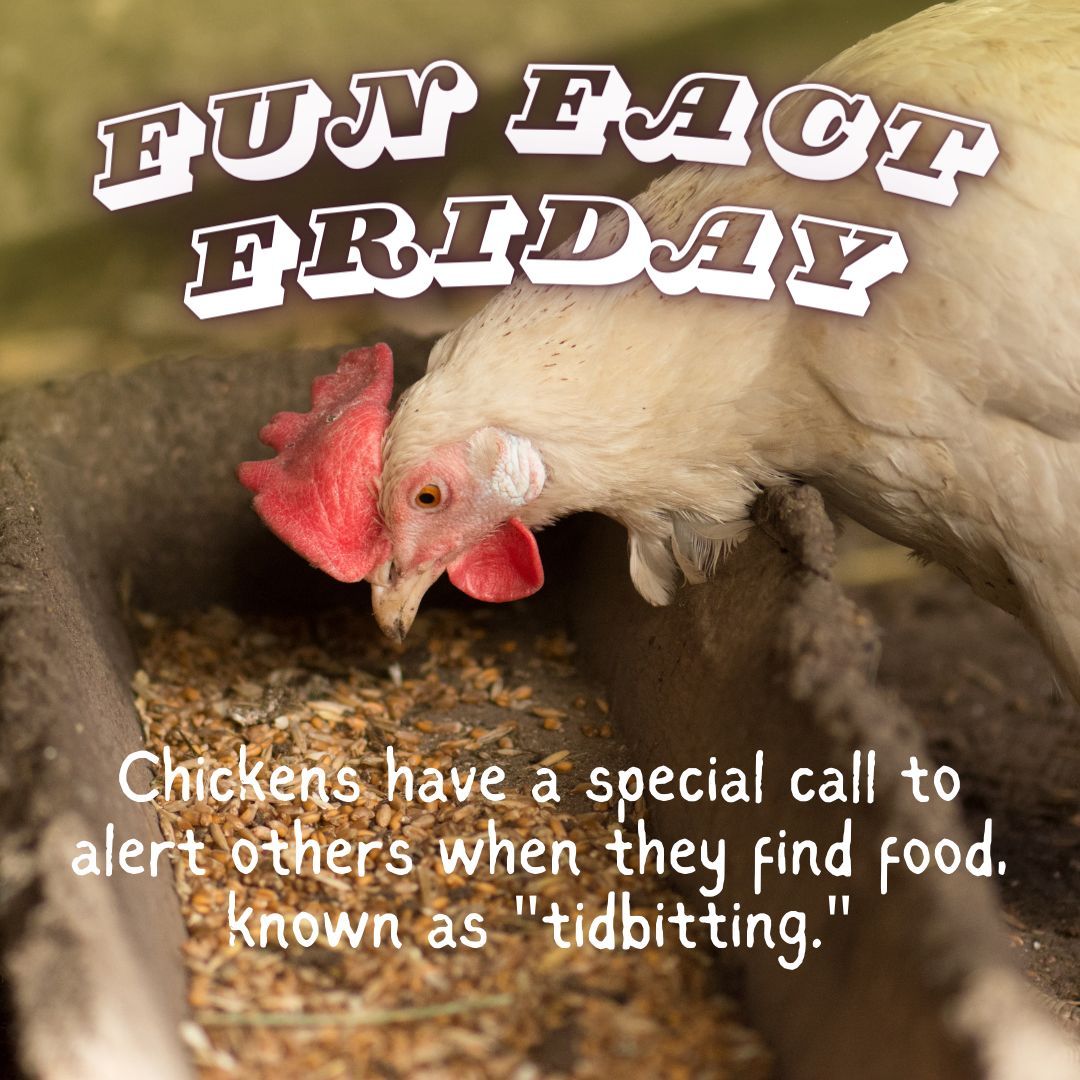 Here's a #funfactfriday tidbit for you! 🐔🍴 

#ChickenFacts #Tidbitting #BackyardChickens #ChickensOfInstagram #UrbanChickens #BackyardPoultry #ChickenLove #EggLover #HenHouse #CluckCluck #Chickenscratch #happyhens