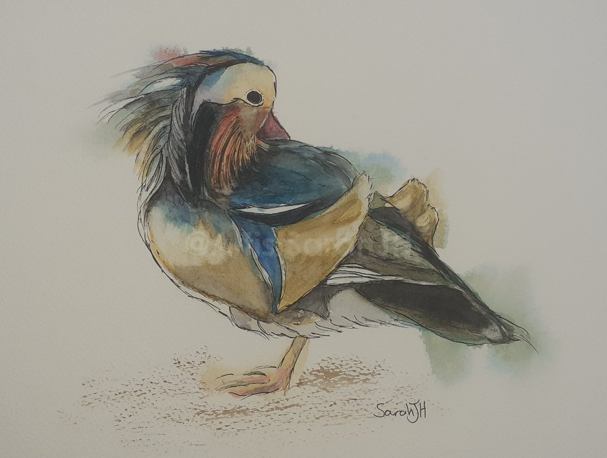 New painting! A male Mandarin duck in watercolour line & wash.
#ThorntonLeDale #ThorntonDale #NorthYorkshire #Pickering #Birds #TwitterNatureCommunity