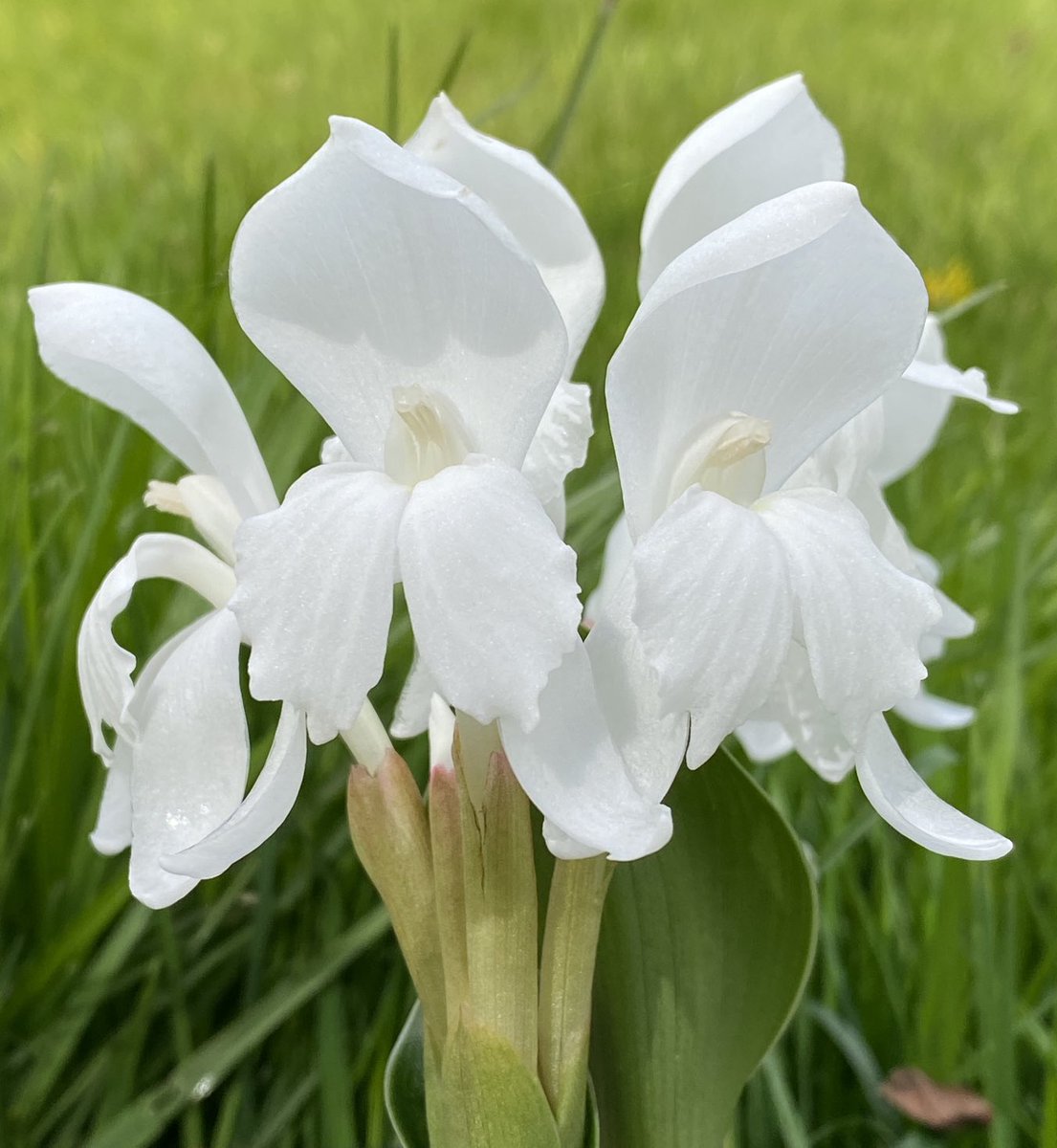 Roscoea humeana alba, no words can add to its beauty.