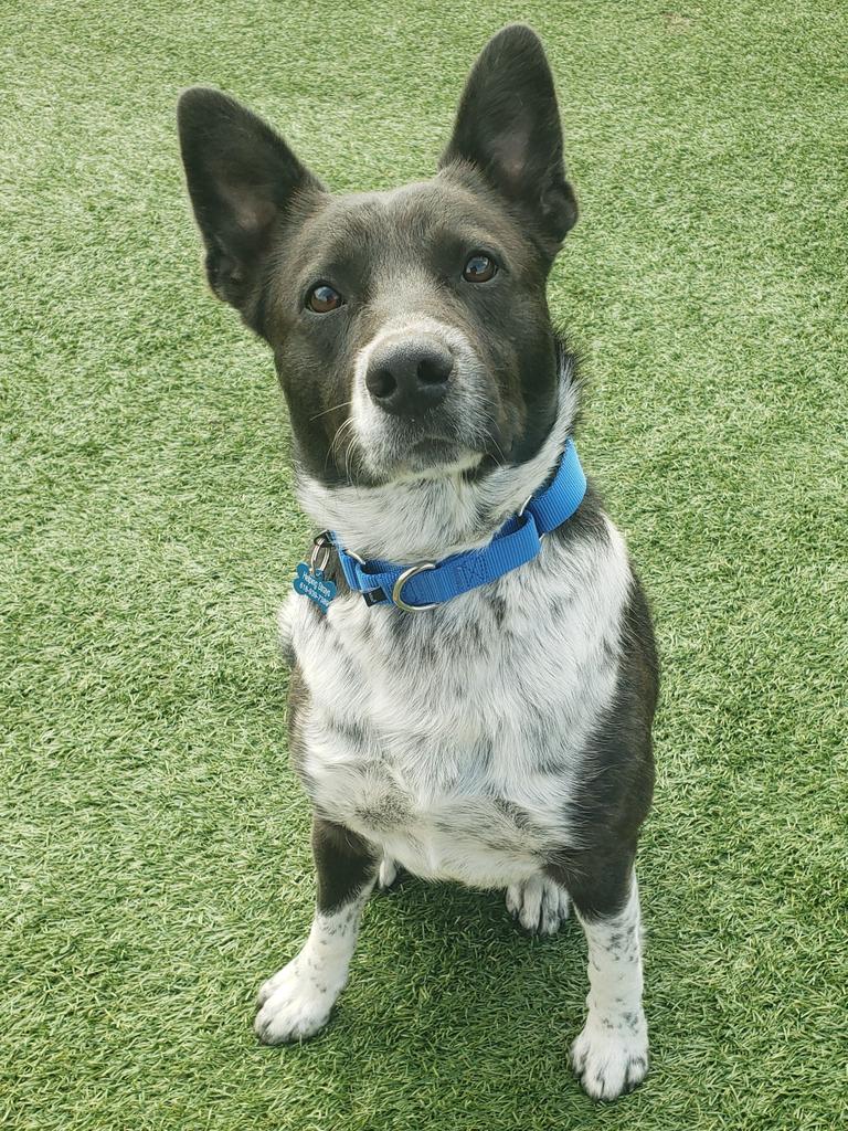 Meet Domino! His owner was a senior citizen who is sadly no longer with us. He would benefit from a new friend who could take him on long walks. He is a leaner and cuddler. I fell in love! Helping Strays of Monroe County: 618-989-7389 @ksdknews @reneknottsports @SydneyKSDK