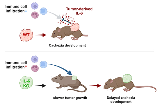 Young-Yon Kwon and Sheng Hui @realTonyHui @HarvardChanSPH show that IL-6 promotes #tumor growth through #immune #evasion but is dispensable for #cachexia. -> embopress.org/doi/full/10.10…