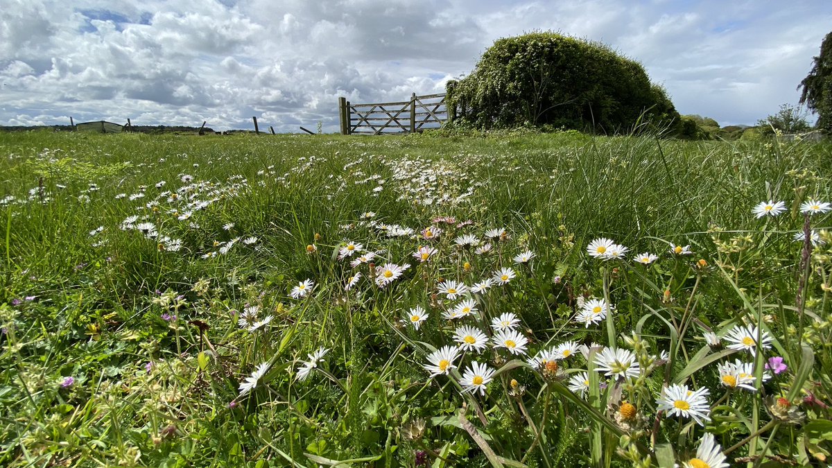 Blimey - is it finally #spring #Spring2024 #springtime #Norfolk #northnorfolk #morston