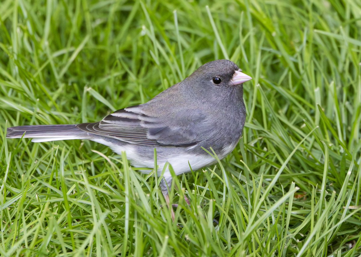 Great views of the Dark-eyed Junco in Hartlepool, really appreciative of the access and glad I took a work bench to stand on. @BirdGuides @teesbirds1 @DurhamBirdClub