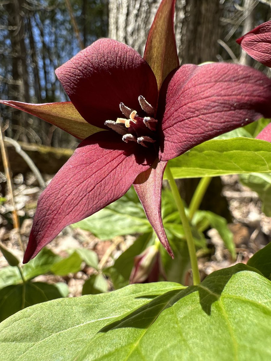 “Native to Ontario, Red trilliums are part of the Trillium family (Melanthiaceae) and are recognized by their three broad leaves, three small green sepals, three petals, and a three-sectioned seedpod— a clear indication of the 'trillium' name. They are primarily…