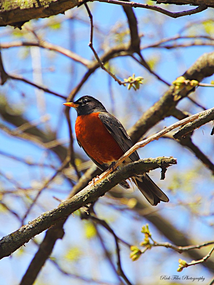 The early bird #Robins #Birds #Birding #Wildlife #Nature #TwitterNatureCommunity #BirdPhotography #Photography