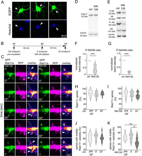 FROM MBoC Researchers show the interaction between Rab11a GTPase & Atg9A proteins depends on mTOR kinase & is necessary for the emergence of LC3+ vesicles at the synapses upon stimulation, thus likely participating in autophagy-dependent neuroplasticity. molbiolcell.org/doi/10.1091/mb…