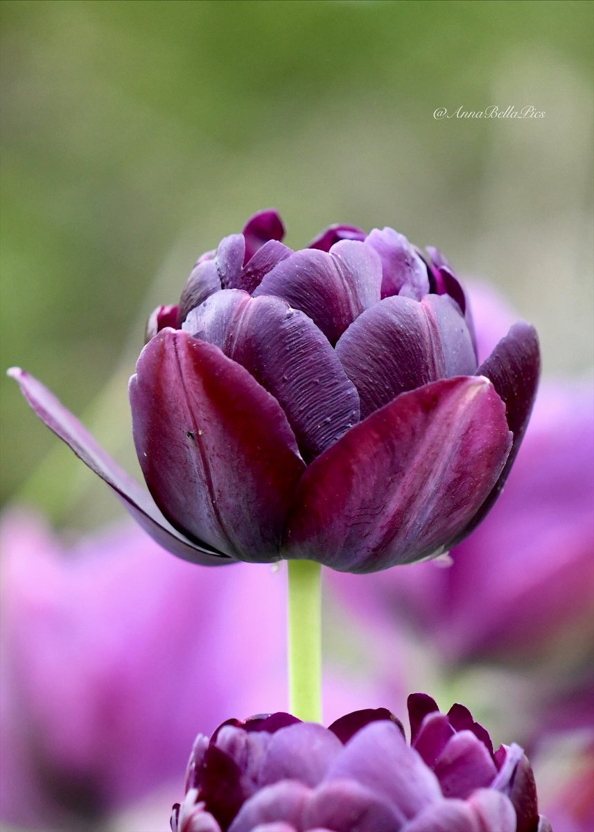 Always one of the last tulips to bloom in the garden … Tulip ‘Black Hero’💜 Wishing you all a wonderful weekend🌷 #gardening #flowers