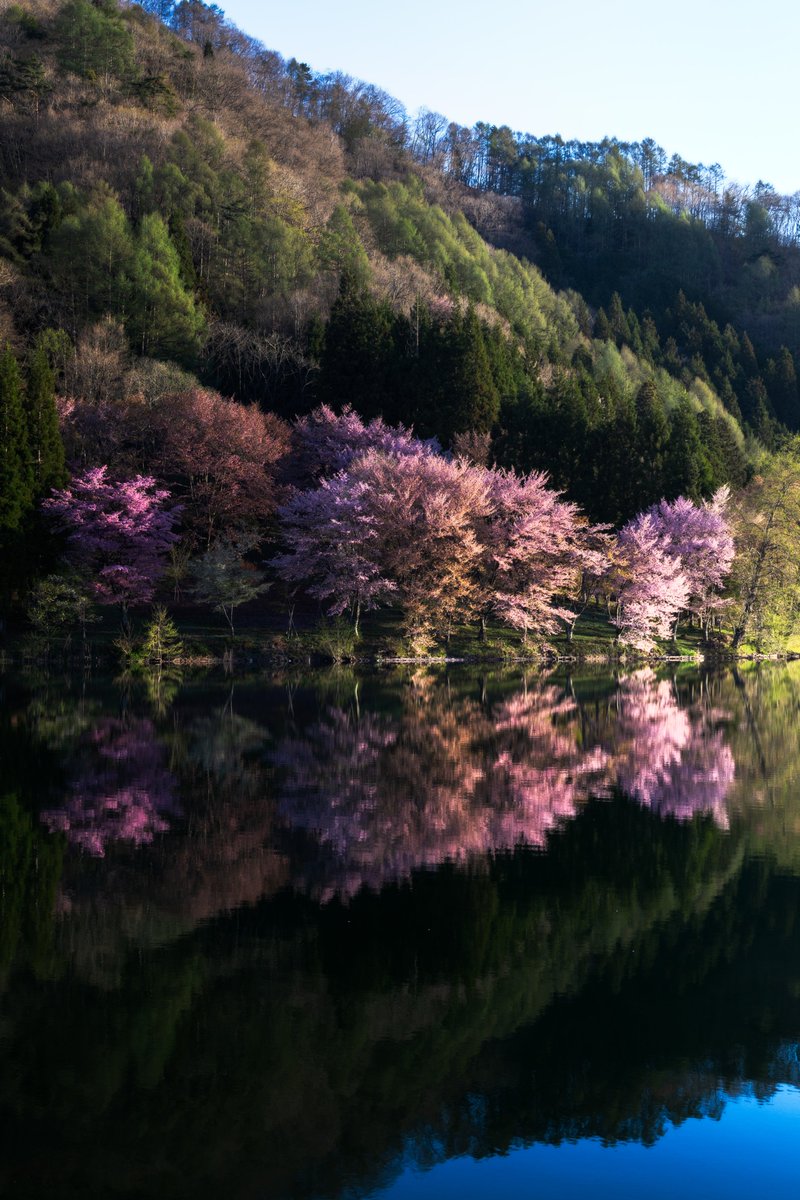 長野にある反転する桜