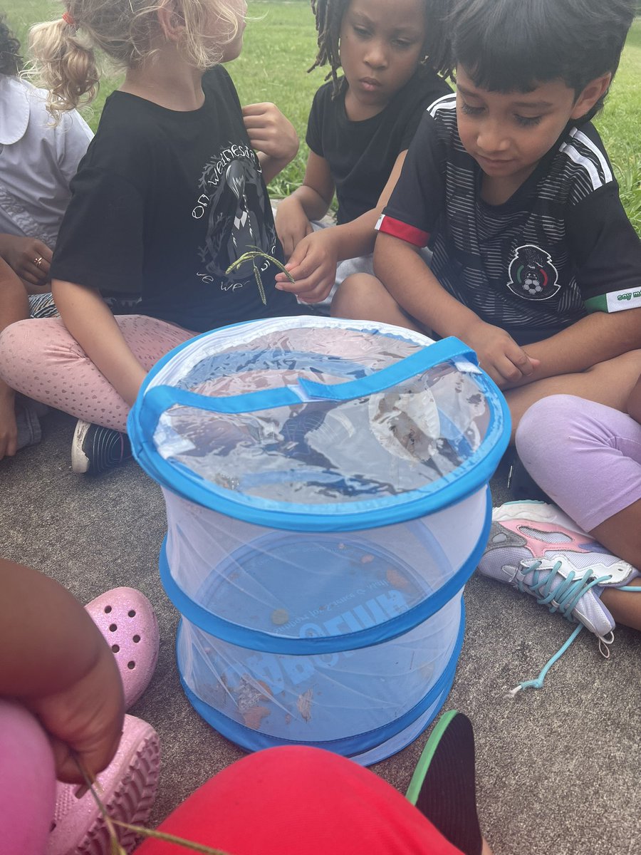 We released our butterflies yesterday. ❤️ @CrosbyISD @CharlesRDrewES #kindergarten #movingforward