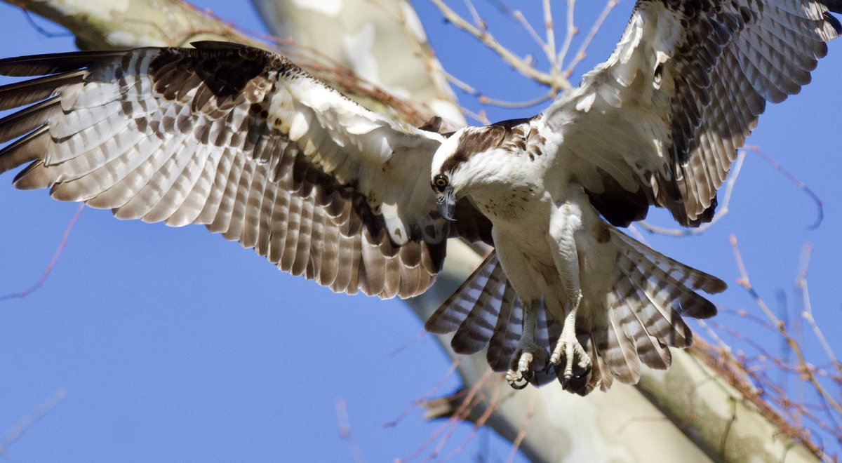 Friday osprey. #TwitterNatureCommunity #CTNatureFans #birdphotography #osprey