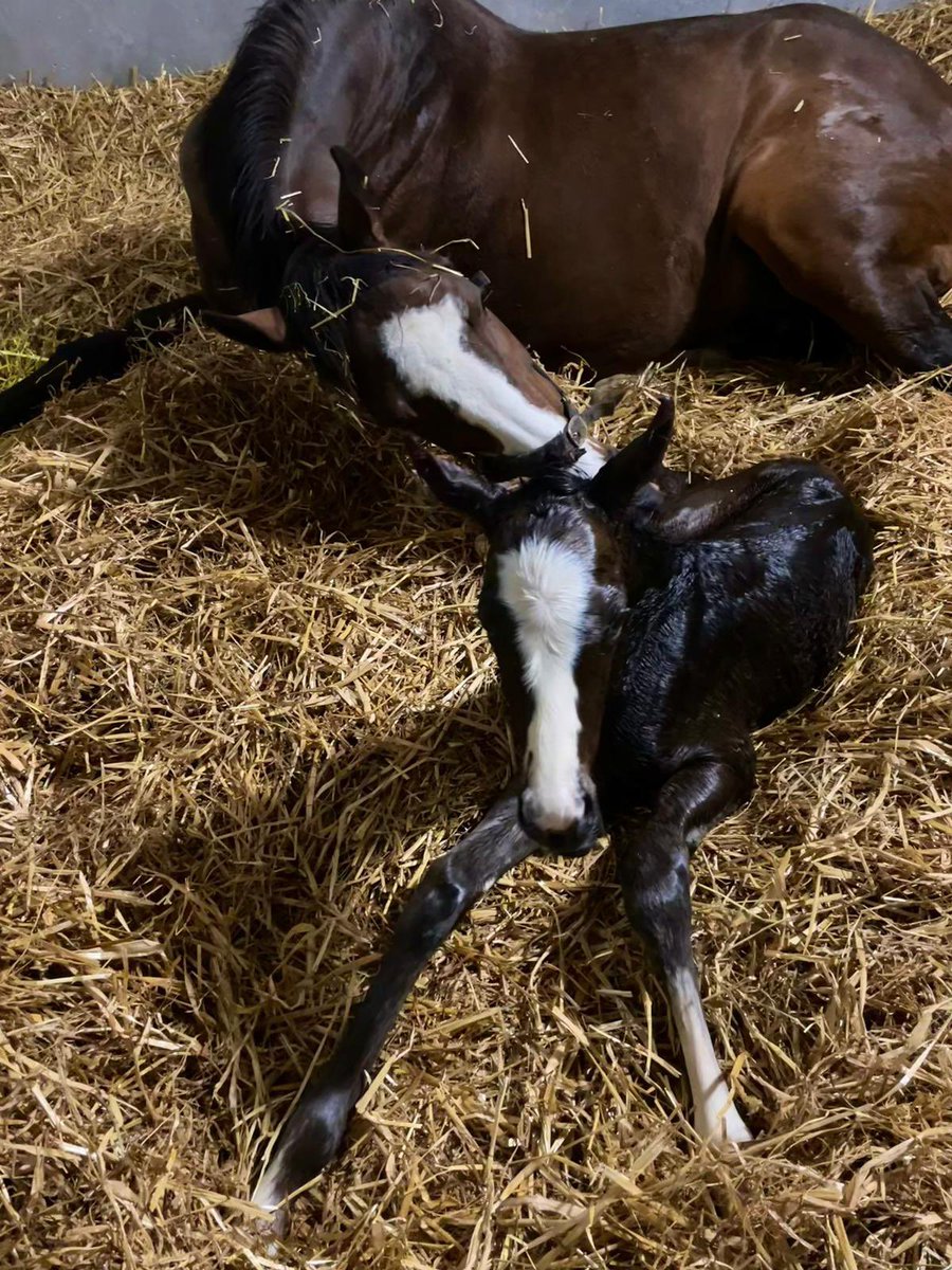 Busy night last night with the arrival of 2 new foals. 

Celestial Girl has welcomed a smashing filly by Cracksman. 

Return ace has welcomed a very handsome colt by Time Test.