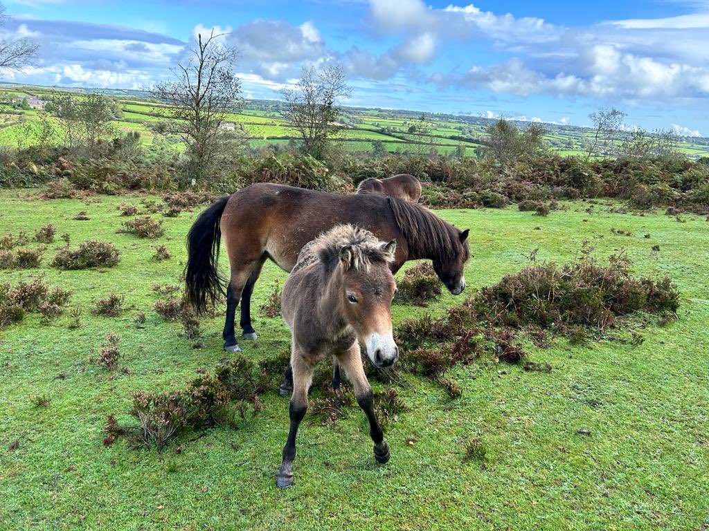 Please take extra care when driving on Exmoor to help protect our ponies and foals! 🐴 🚗 Slow down, give ponies and livestock space and be prepared to stop, as they can behave unexpectedly. ✋ Do not pet or feed ponies as they may as they can kick and bite