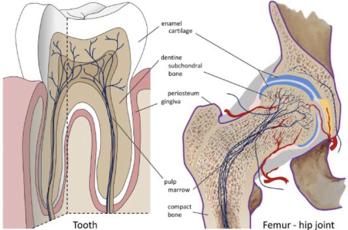 There seems to be structural similarities between teeth and joints, shedding light on potential causes of pain in OA joints and other degenerative bone and joint conditions, as well as possible therapeutic approaches. Pain in osteoarthritis of joints might be driven by intrinsic…