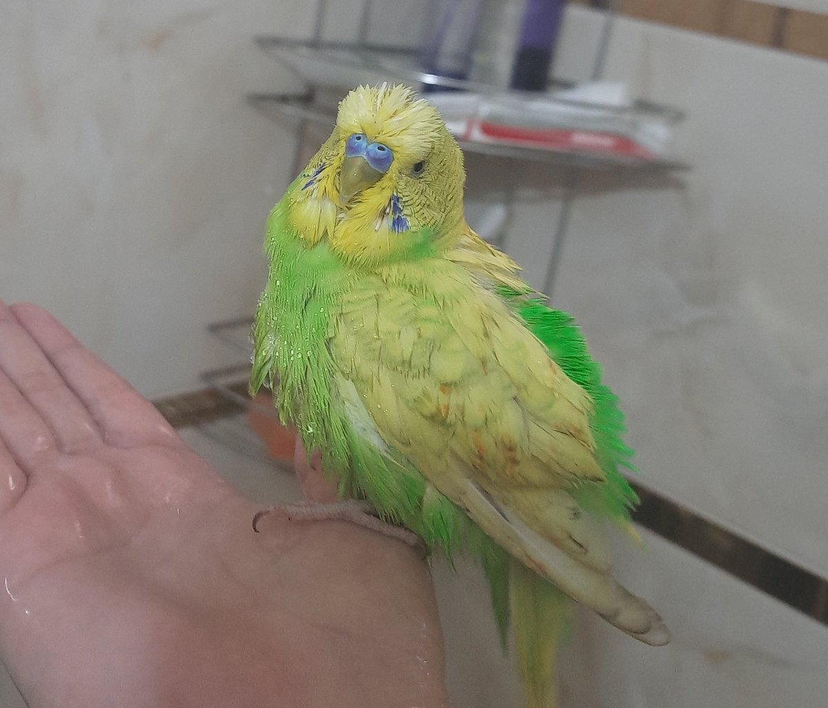 Kiwiyi şapur şupur öperken rujum bulaşmış msmwööföwöqş (hemen banyo yaptık)<3