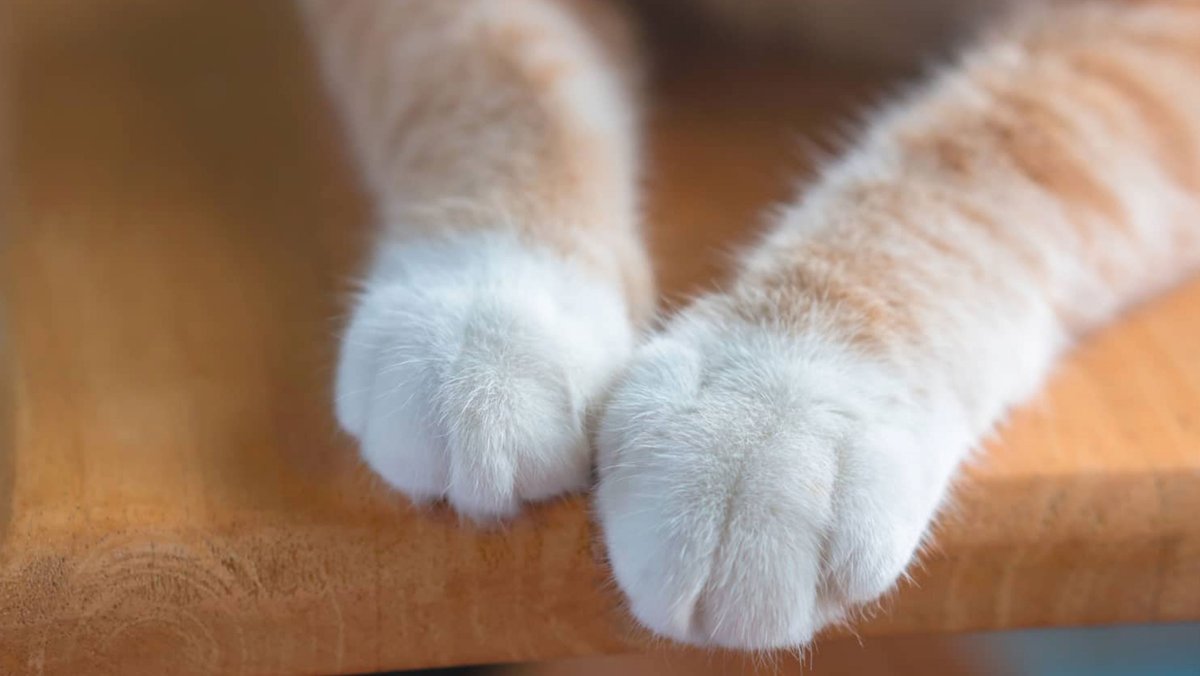 🐾 Wakyma🐾 tweet media