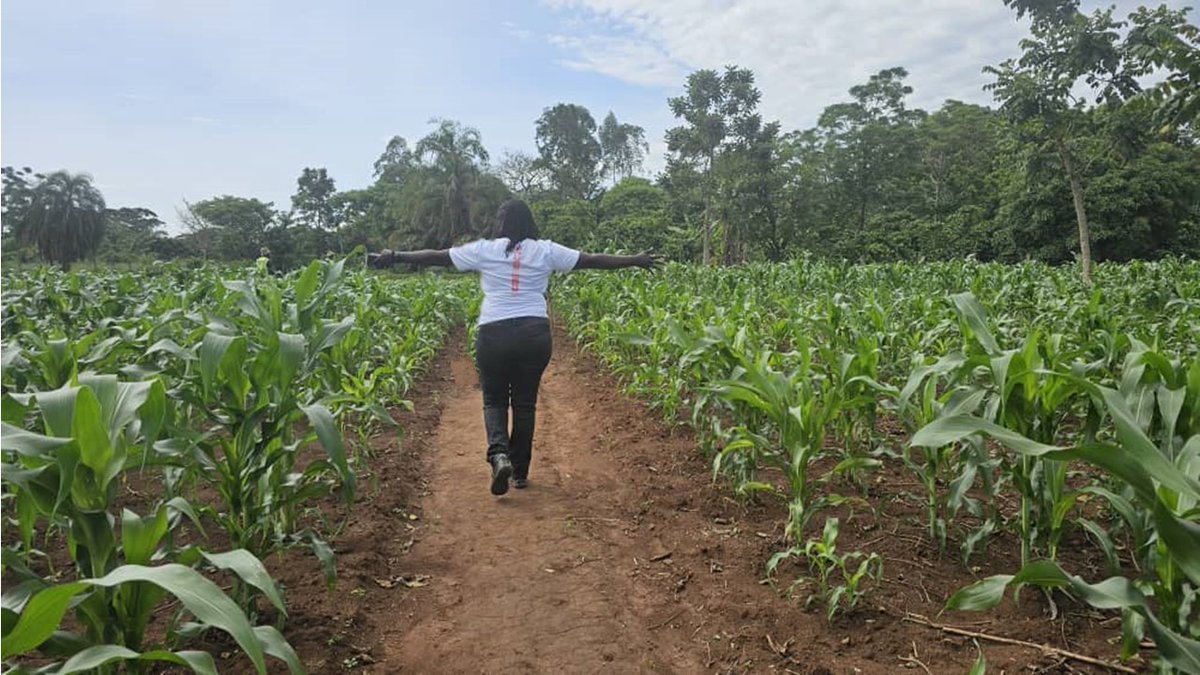 Project Affected Persons whose livelihoods or income is affected have been provided opportunities & support to improve/restore their livelihoods, income generating capacity & standards of living through agricultural improvement activities. PHOTO:Demo Garden-Kakumiro District.