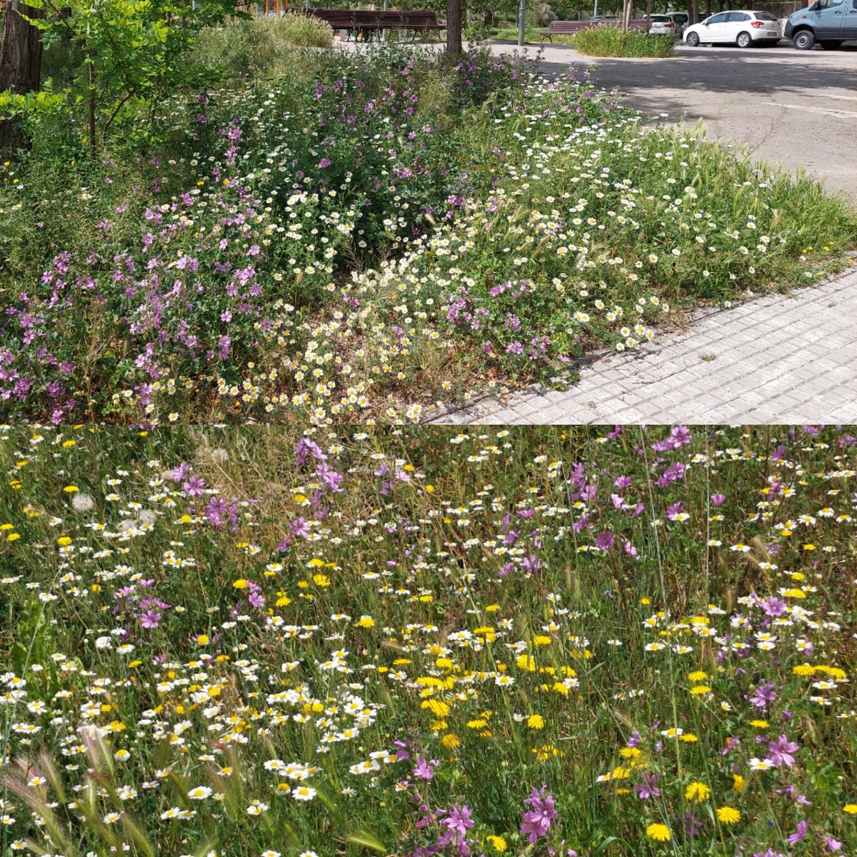 Preciosos marges florits a l'avinguda dels Dolors de Manresa.
Flors senzilles i boscanes que donen color i alegria i són un tresor de biodiversitat.
Desgraciadament qualsevol dia passaran els jardiners de l'Ajuntament i  ho 'netejaran '.