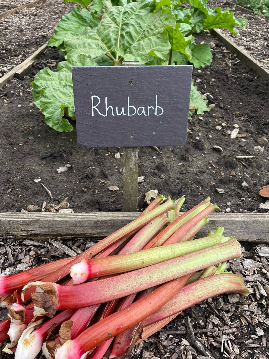 This #rhubarb, harvested from the garden at #IlamPark this week, was handed over to the #ManifoldTeaRoom just a few metres away from where it was grown. Look out for it on the menu in the delicious flapjack if you're visiting! 📸 Lucy Cook #peakdistrict #staffordshiregardens