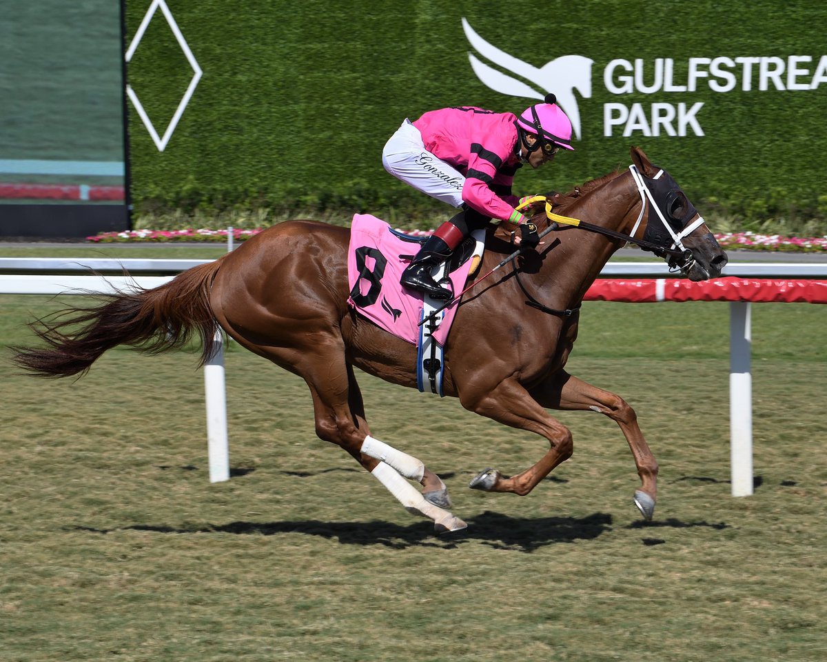 SaffieJosephJr's tweet photo. #26Apr Sunshine Frolic

Jockey: Edwin Gonzalez
Trainer: Saffie Joseph, Jr.
Owner: Steven Friedfertig
Claiming $35,000 • Turf

6️⃣th victory for Saffie Joseph, Jr. #GulfstreamPark #RoyalPalmMeet Thursday, April 25, 2024 #TeamJosephJr

📸 @coglianesephoto https://t.co/grvS1g9D7m