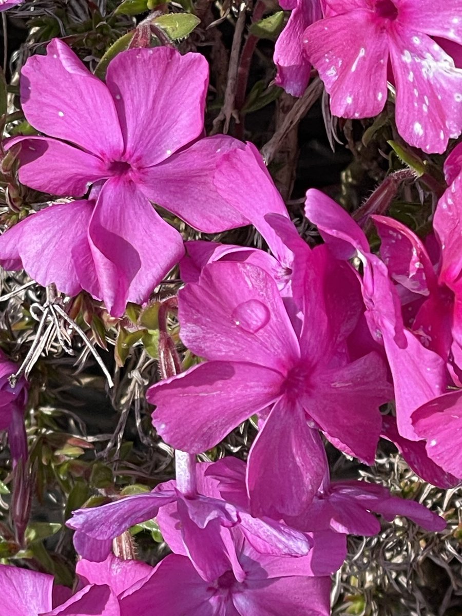 #PinkFriday Afternoon and still sunny whoo hoo 😉😎 Creeping Phlox coming along lovely now. Have a great day all and enjoy 🩷😍