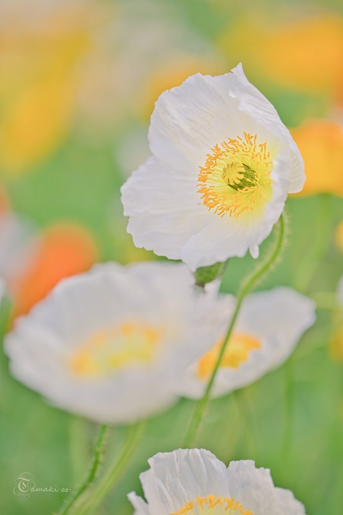 🌼アイスランドポピー🌼

#spring #canonphotography 
#花 #Flowers #花が好き 
#TLを花でいっぱいにしよう 
#武蔵丘陵森林公園