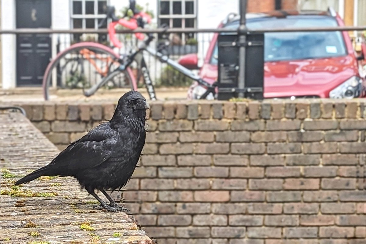 Always nice to make new friends when out on a bike ride ❤️