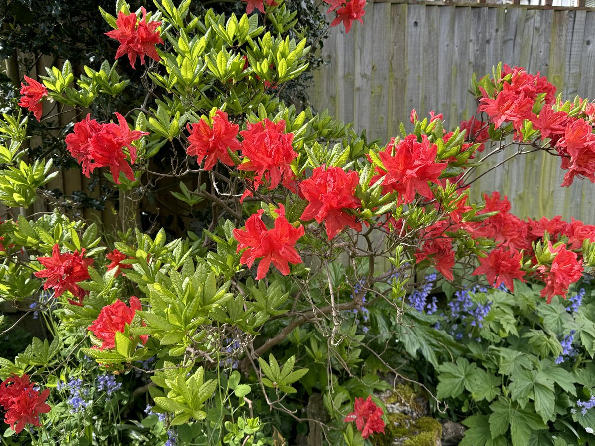 Every year this solitary azalea puts on a show xx